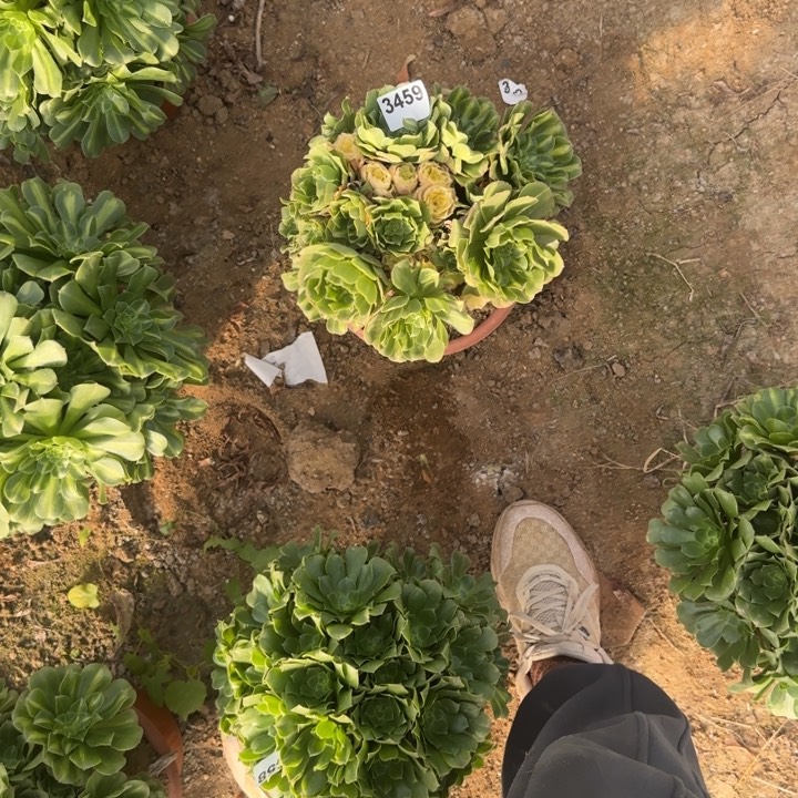 3459 清棚处理不包断枝