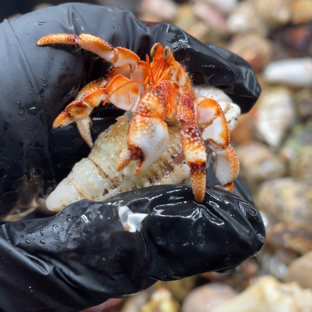 不退不换谢谢支持69