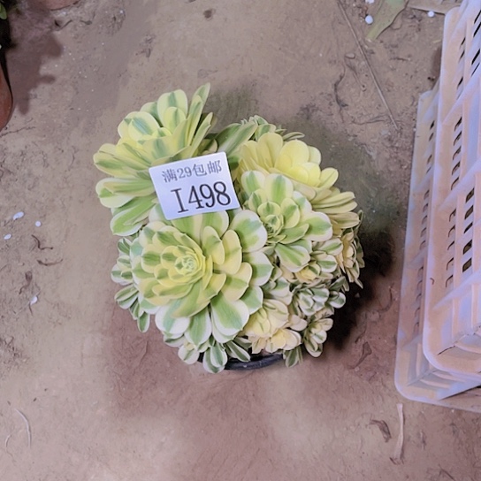 霞*498迈巴赫多肉植物