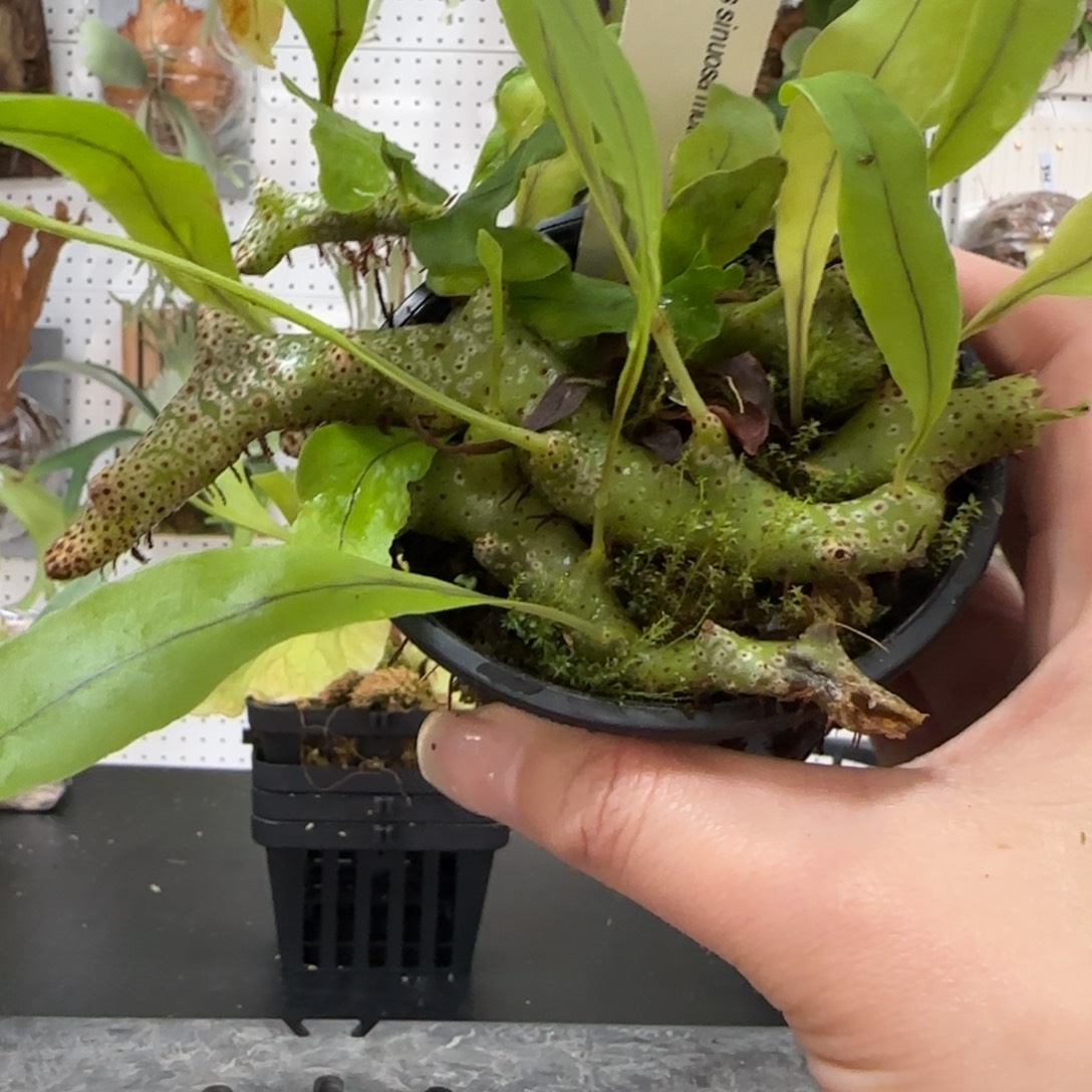 单叶蚁蕨棒棒哒喔