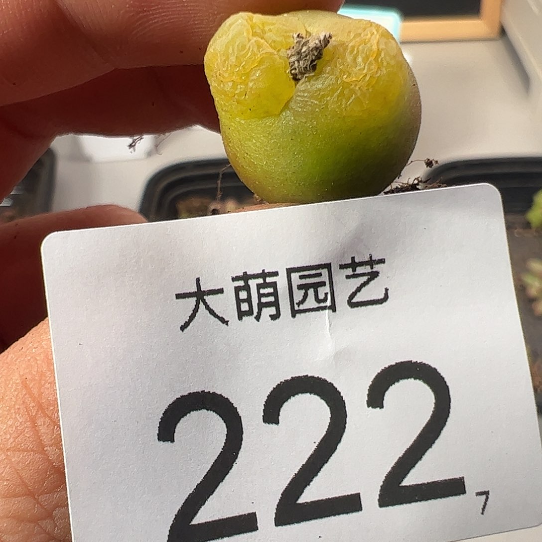 0000222 一物一拍……