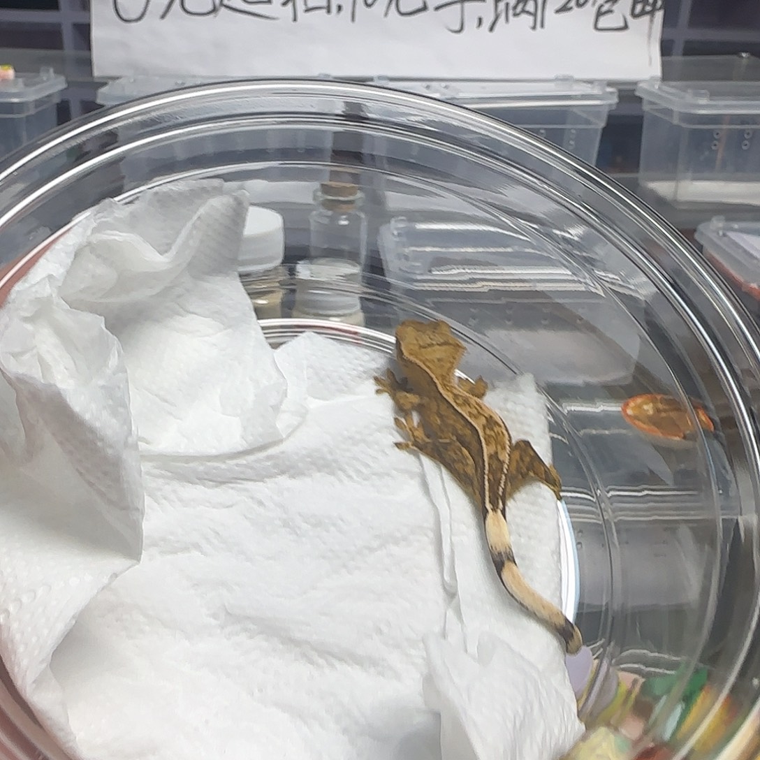 び***ん睫角守宫睫角守宫+3果泥