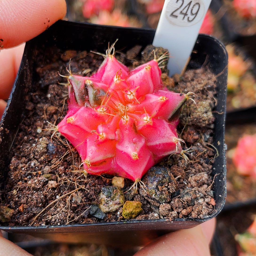 非偏远地区满25包邮仙人球