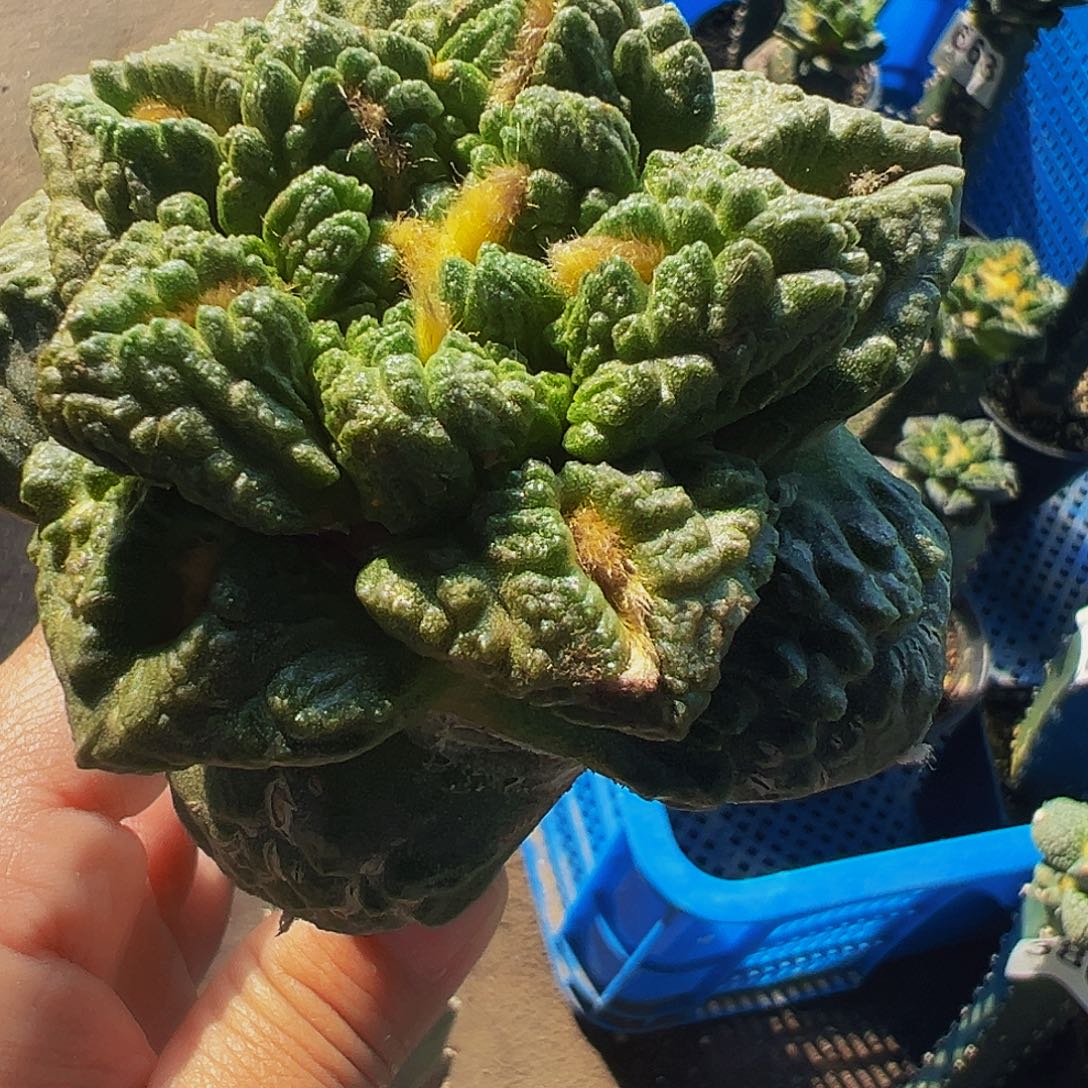 无花朵福利大尤龟甲牡丹384