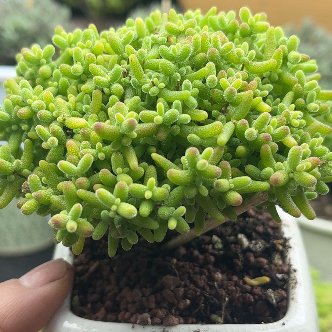 14蜜桔带盆优选枝干