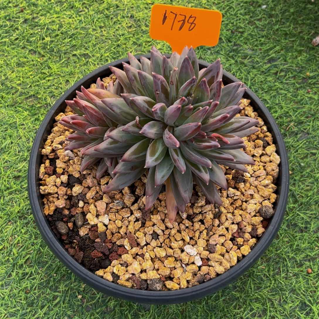 1788下午多肉植物群生