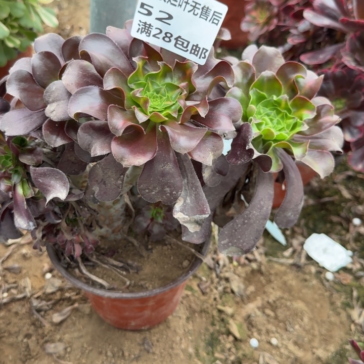 翥***翥52二号棚巫毒中班缀多肉A