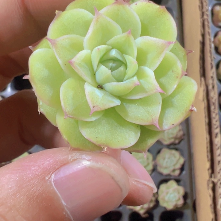 潘多拉多肉植物大战