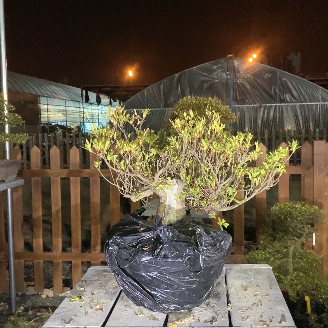 红陶w****z杜鹃花1166