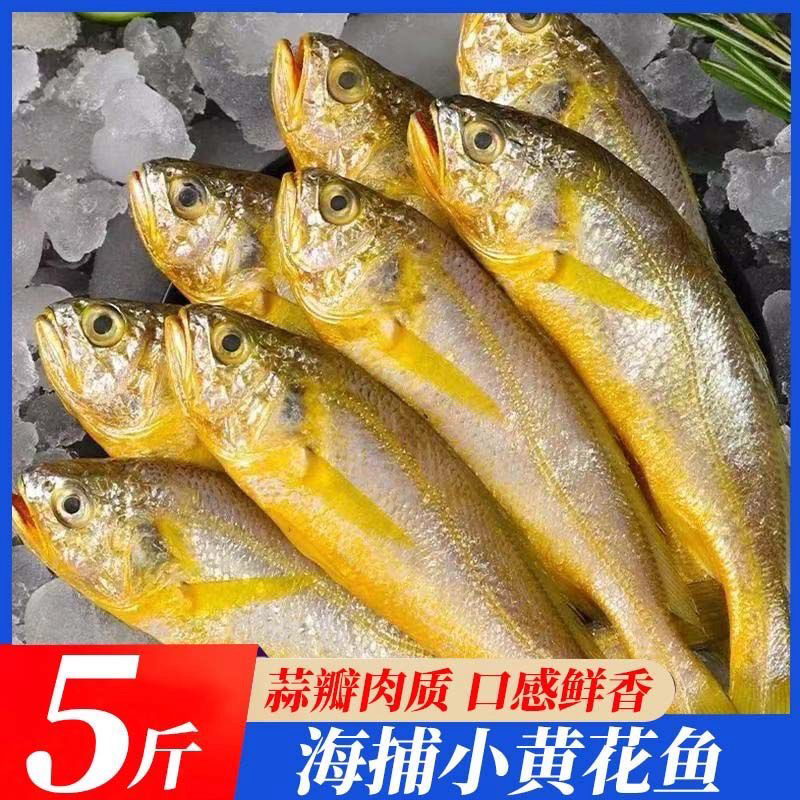 S净重5斤野生黄花鱼共20条左右 顺丰次日达 网捕刮伤福利