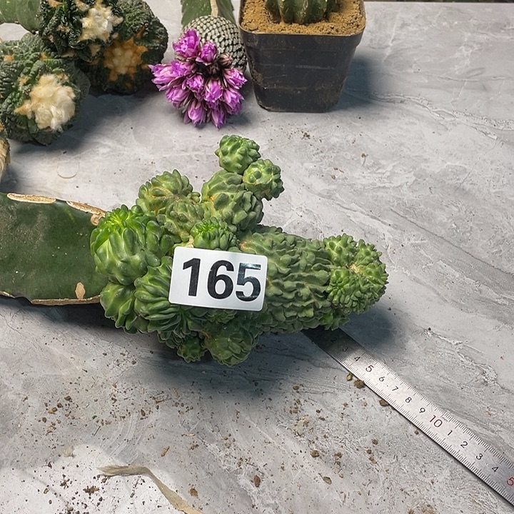 完全开放165蝌蚪一个