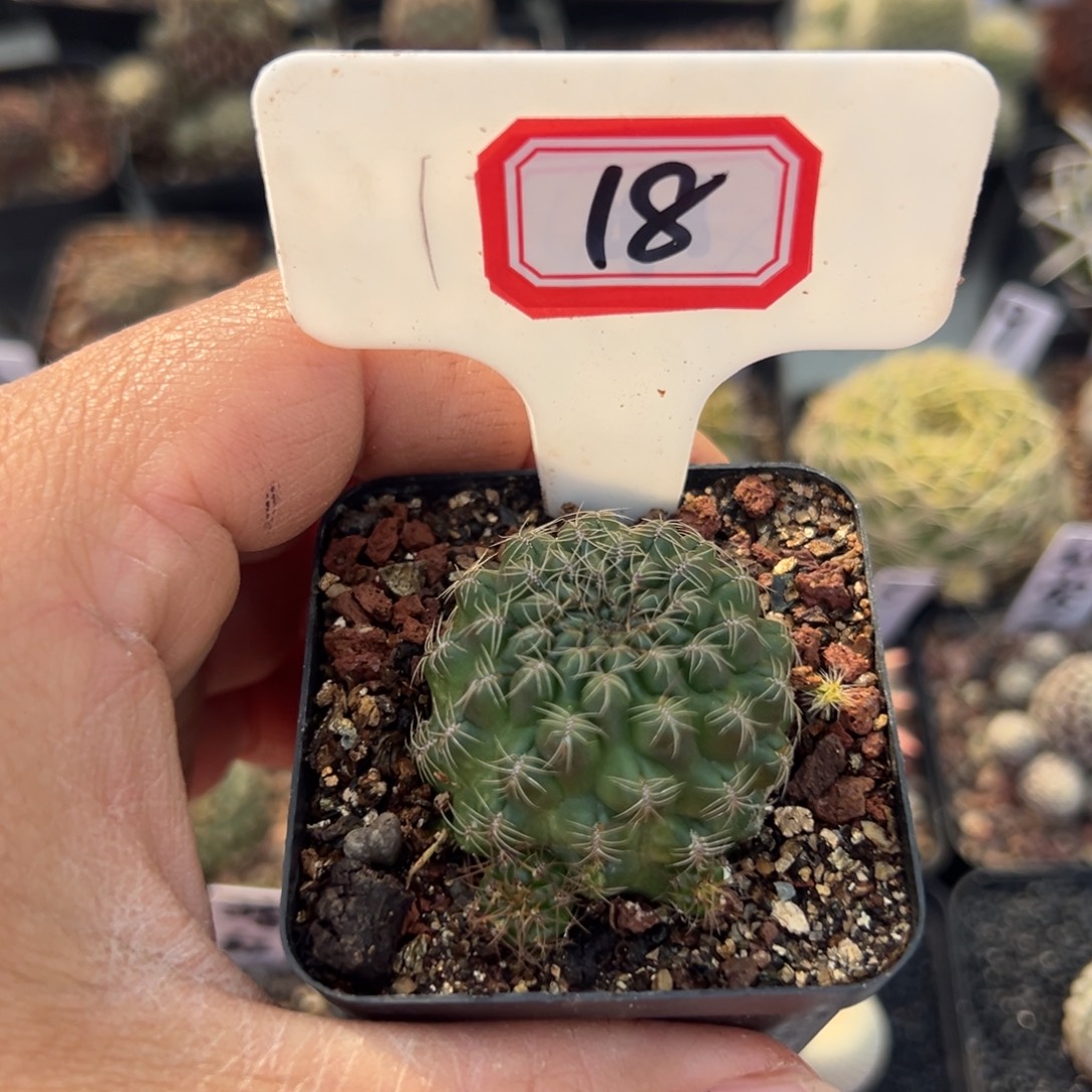 S***K18往事多肉园仙人球开花了