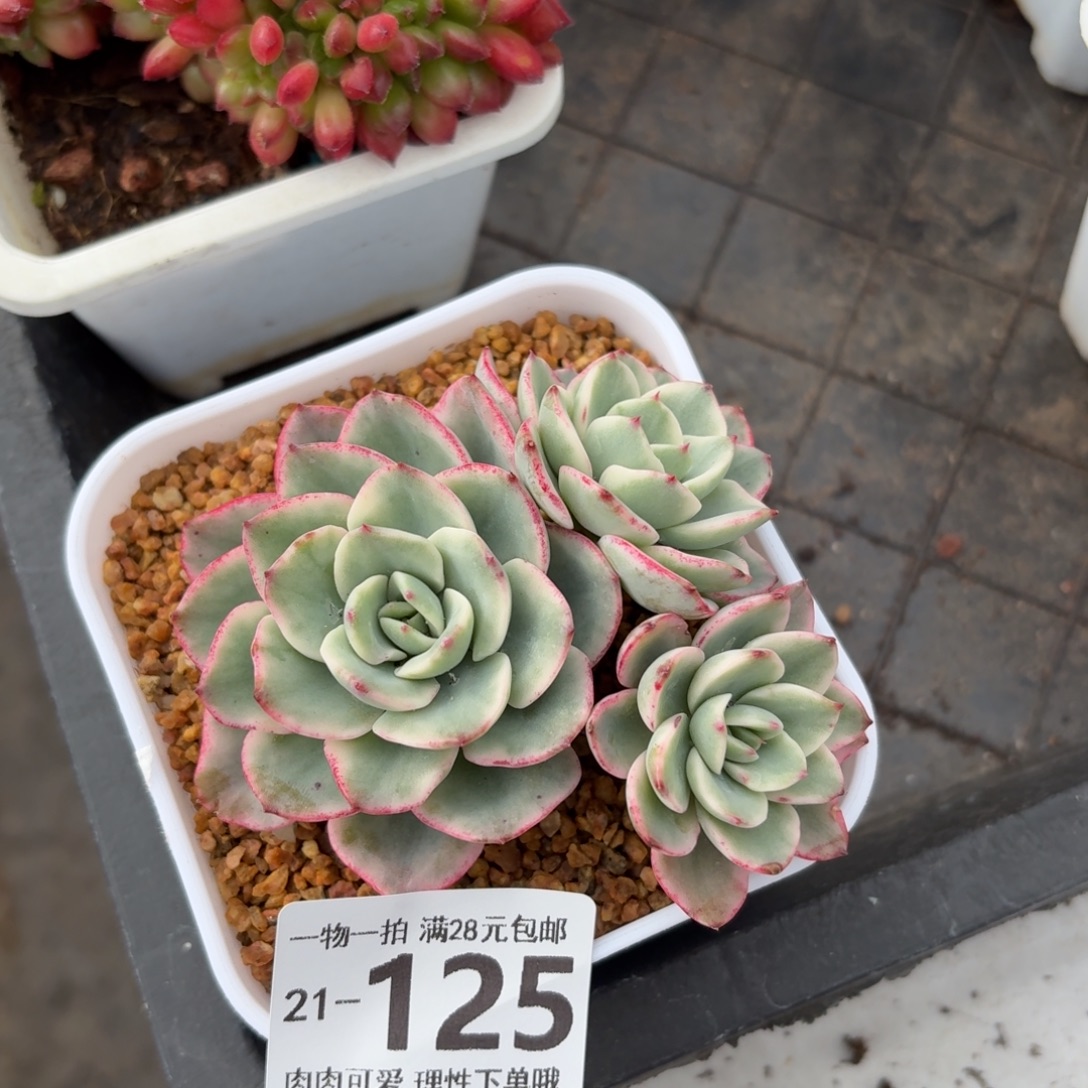 奶油黄桃锦无盆土发货