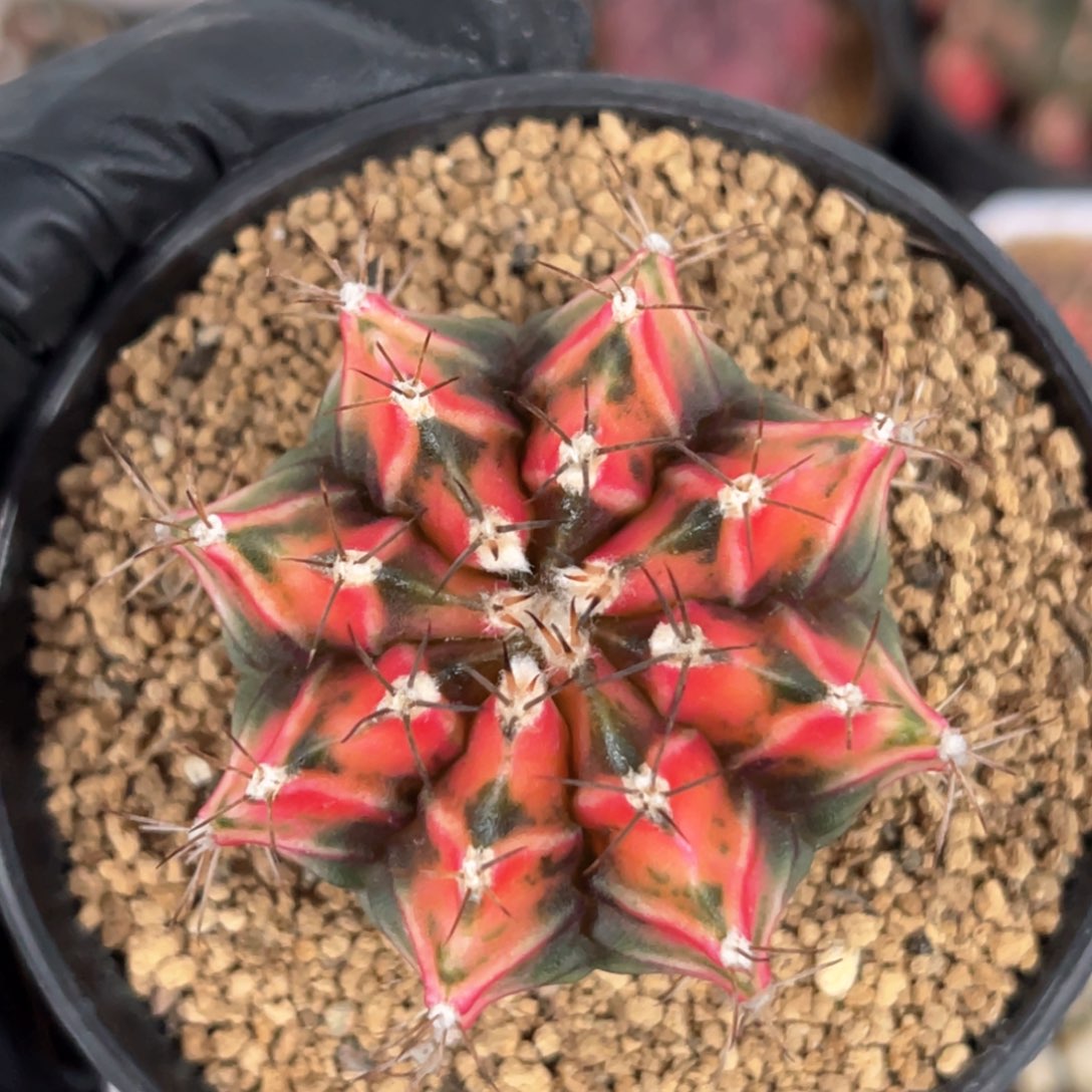 实生米哈锦福利哈哈哈