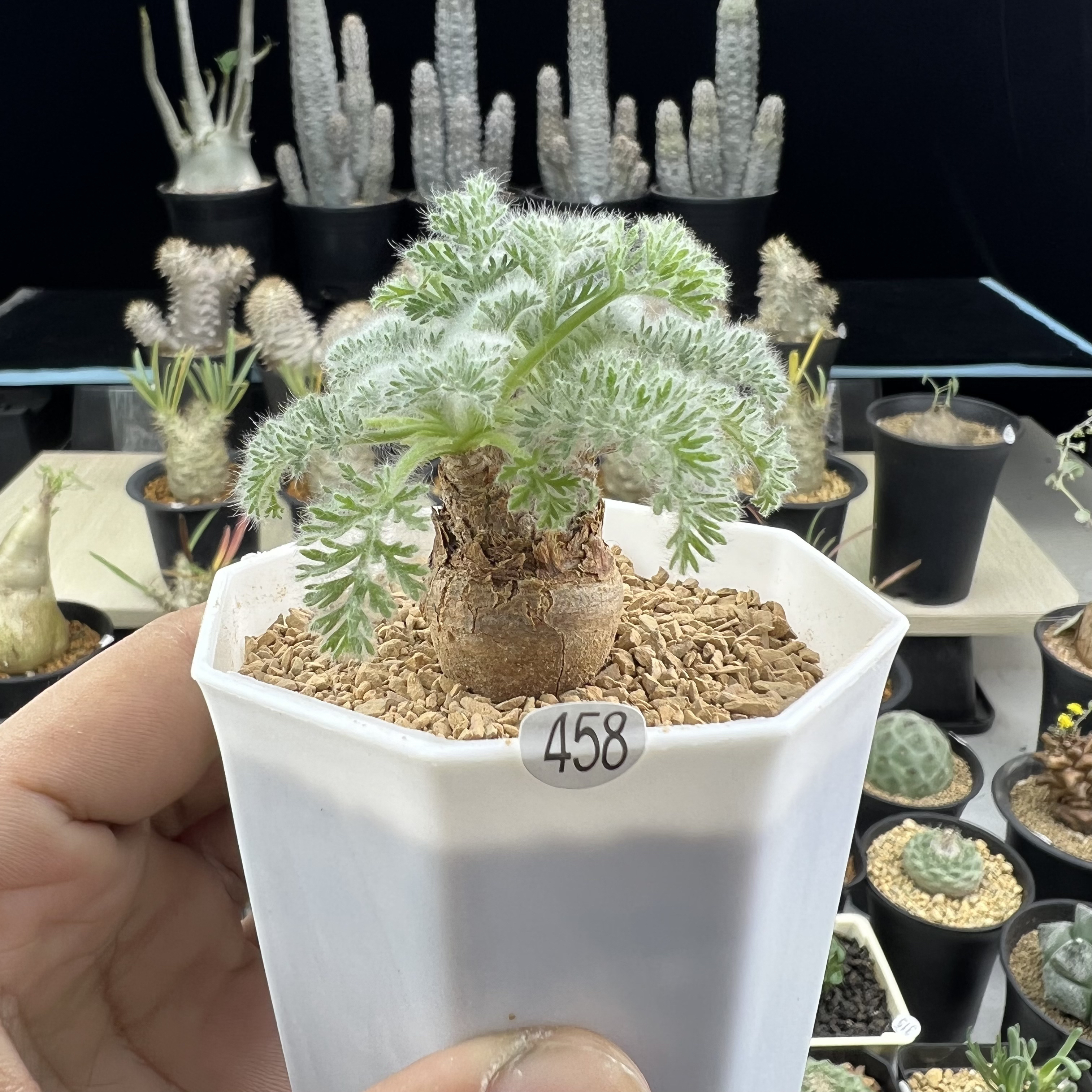 羽叶洋葵一物一拍带盆发