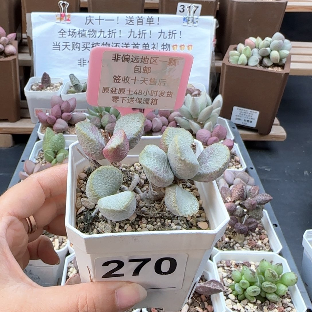 270圣姬多肉植物