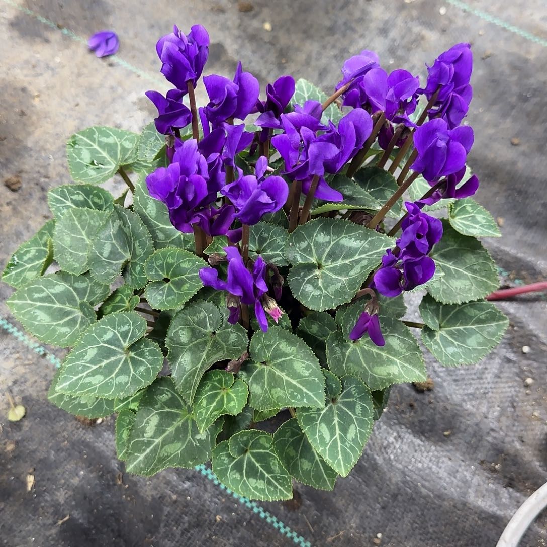 浅****完全开放小青龙仙客来