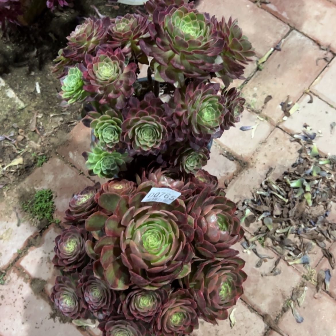 【闪购商品】765万黄多肉