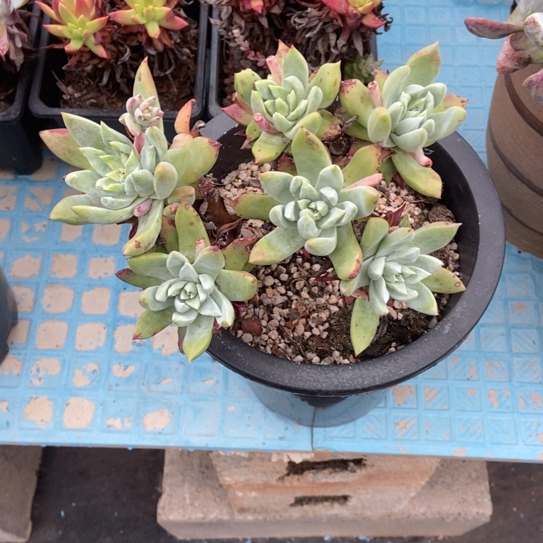 法瑞多肉植物啦啦啦