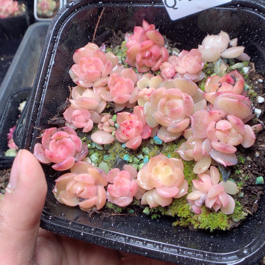 无花朵Q178。yyyyyyy