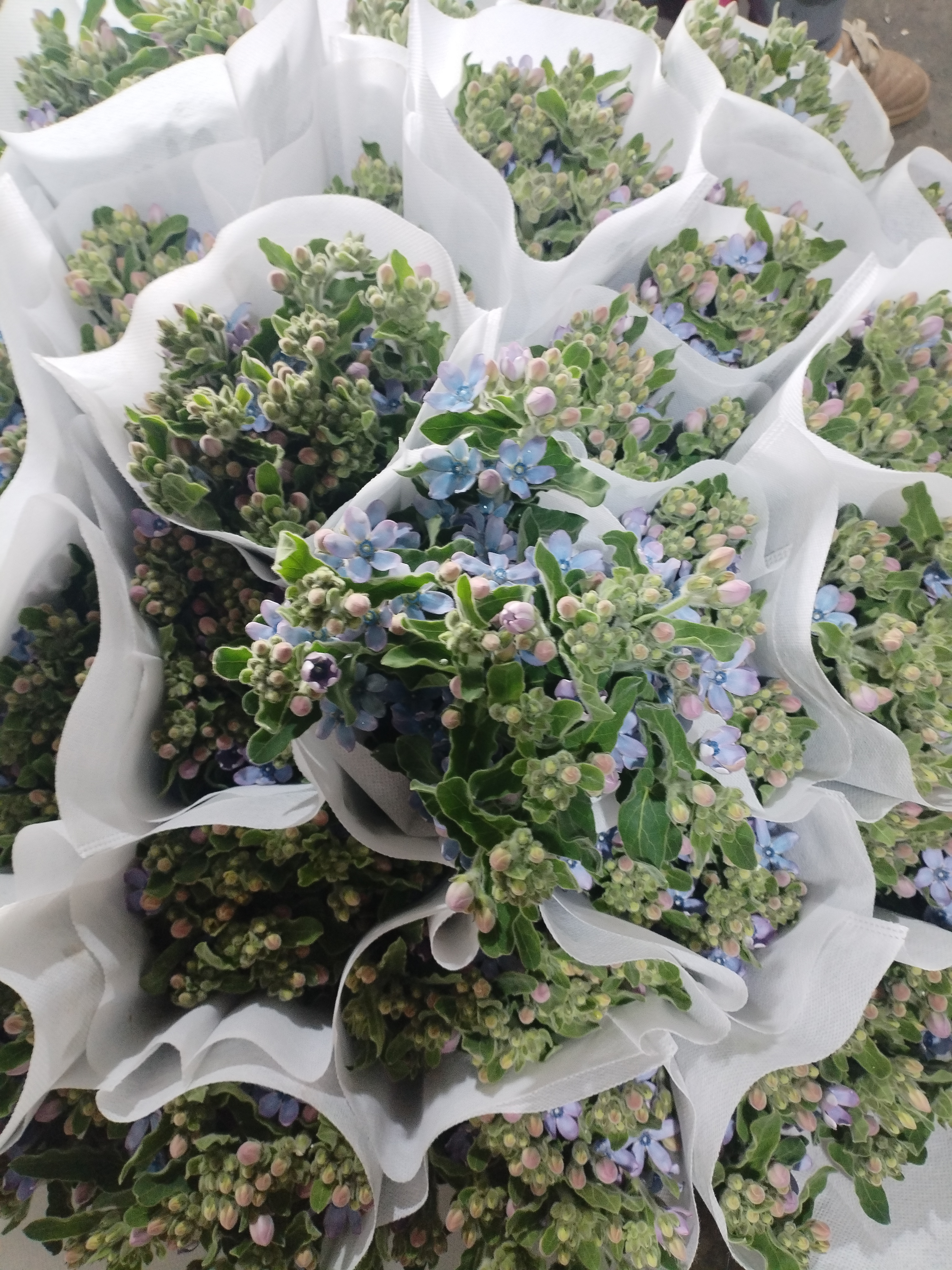 （蓝星花），1把，任意两单顺风冷链到家