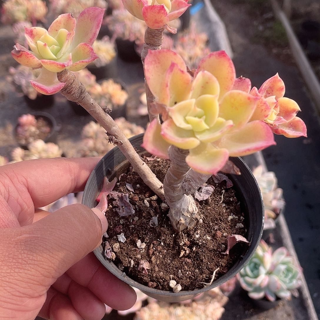 如***律2501  柠檬玫瑰 六月六