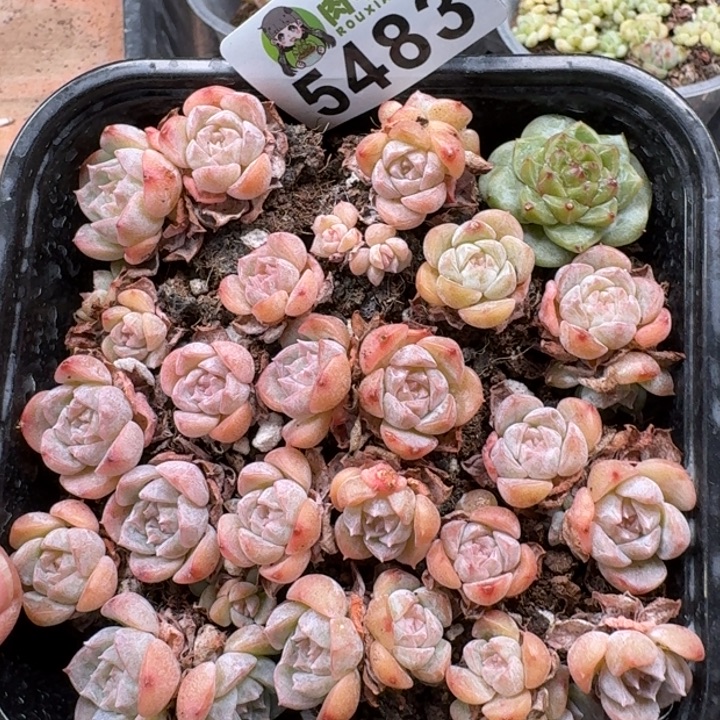 完全开放多肉植物多肉植物