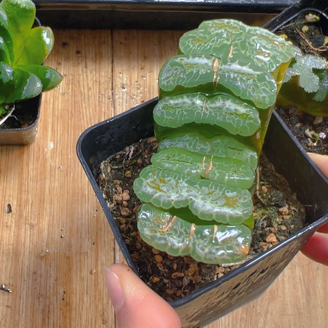 常乐玉扇多肉多肉1