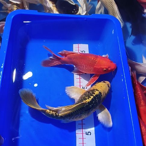 海水鱼精品蝴蝶鲤观赏鱼