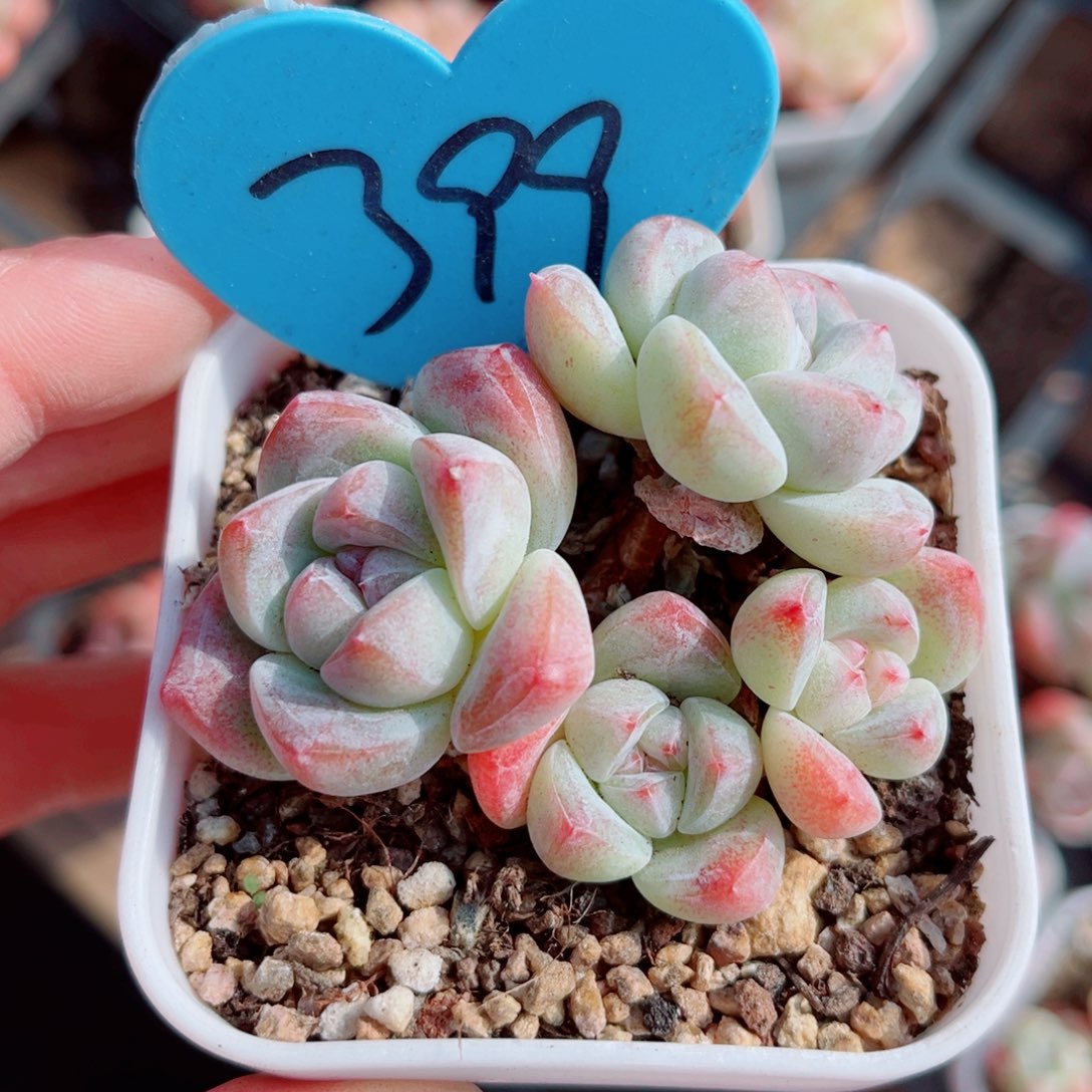 399号小老桩冰玉群