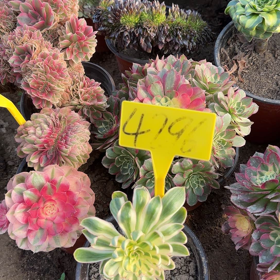 4296---青莲多头多肉