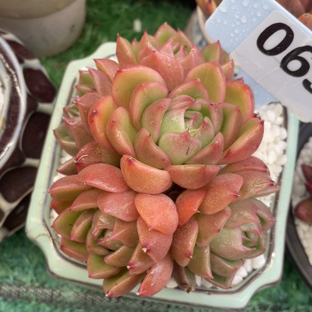多肉植物盆栽多肉