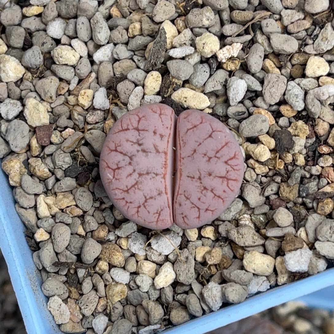 1192粉体荒玉1尺寸2.0