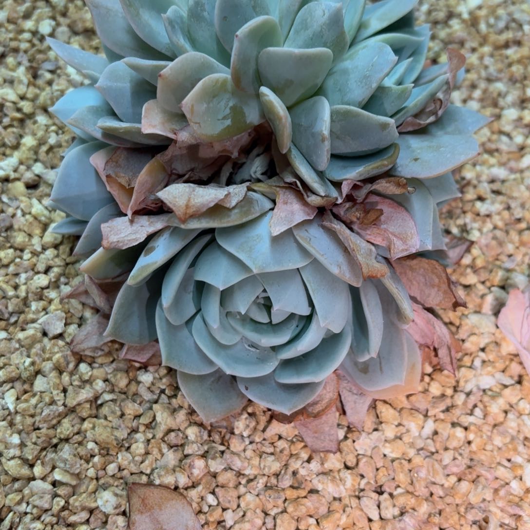 06.23白茶朵朵缀