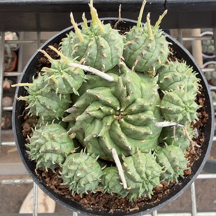 实生贵青玉群7仙人球