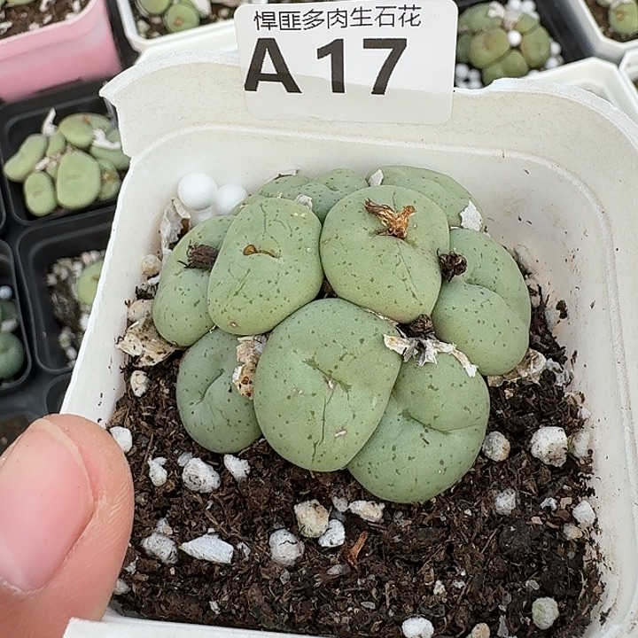 17多肉植物多肉植物