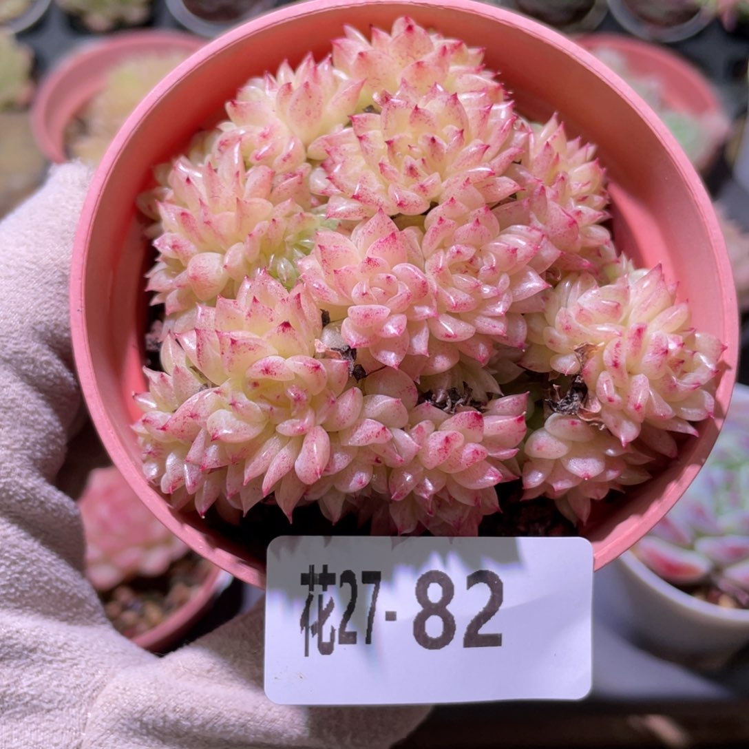 花利美27-82麦秆群