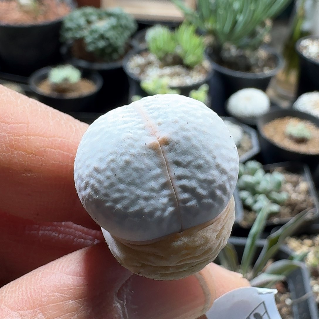 355高尔夫脱土发货