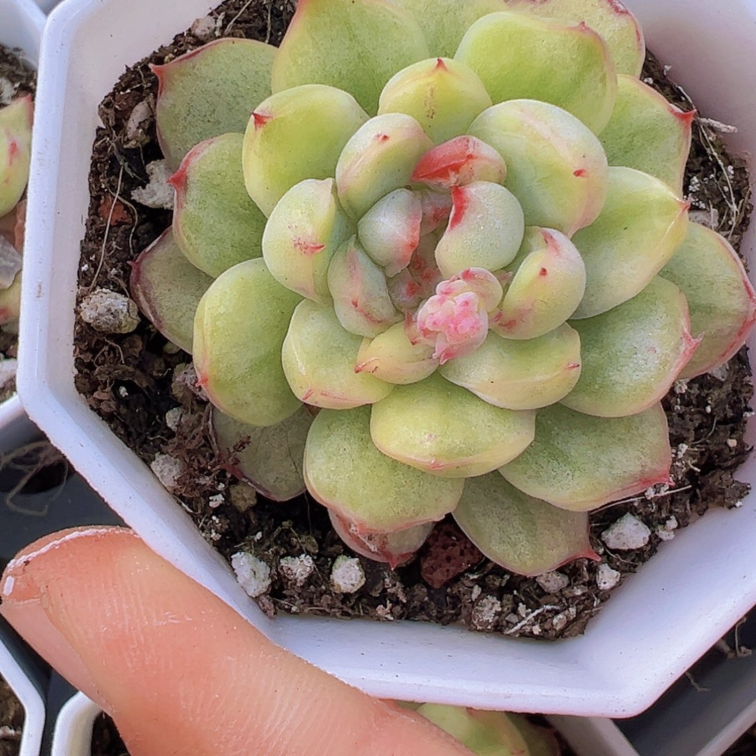 冰天使19包邮多肉