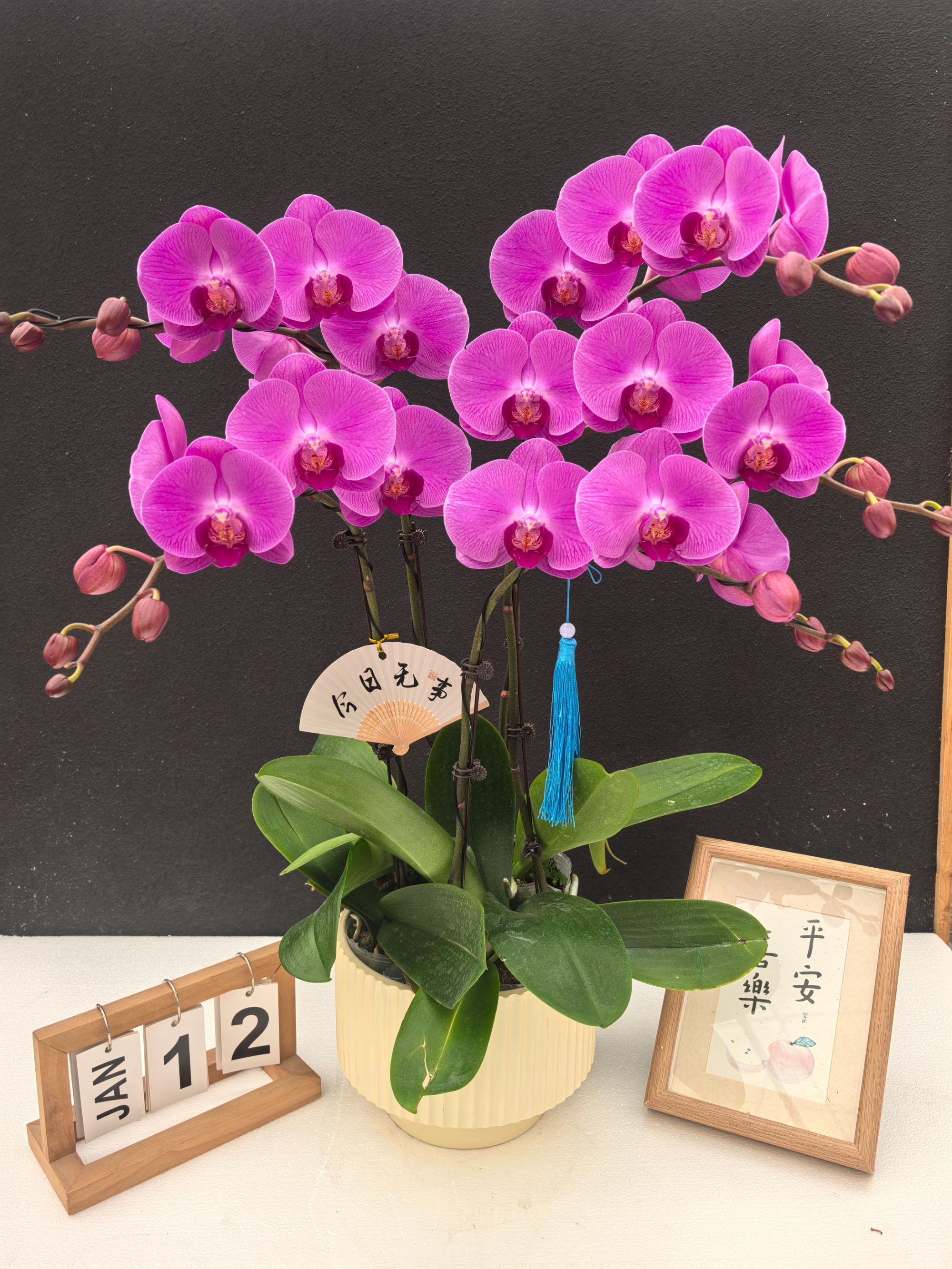 简香《蜜桃》鲜花高端蝴蝶兰艺术组盆鲜花摆设高端花卉