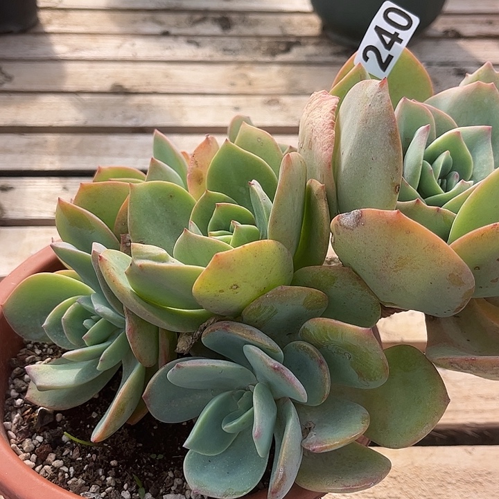 用***8240白凤脱土发货不退不换