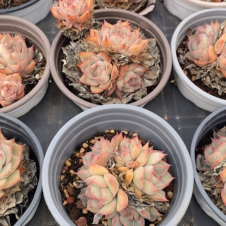 团。爱格丽亚群。福利多多