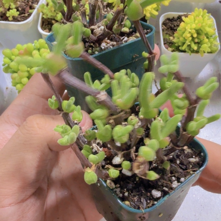 小兔子王炸一颗福利