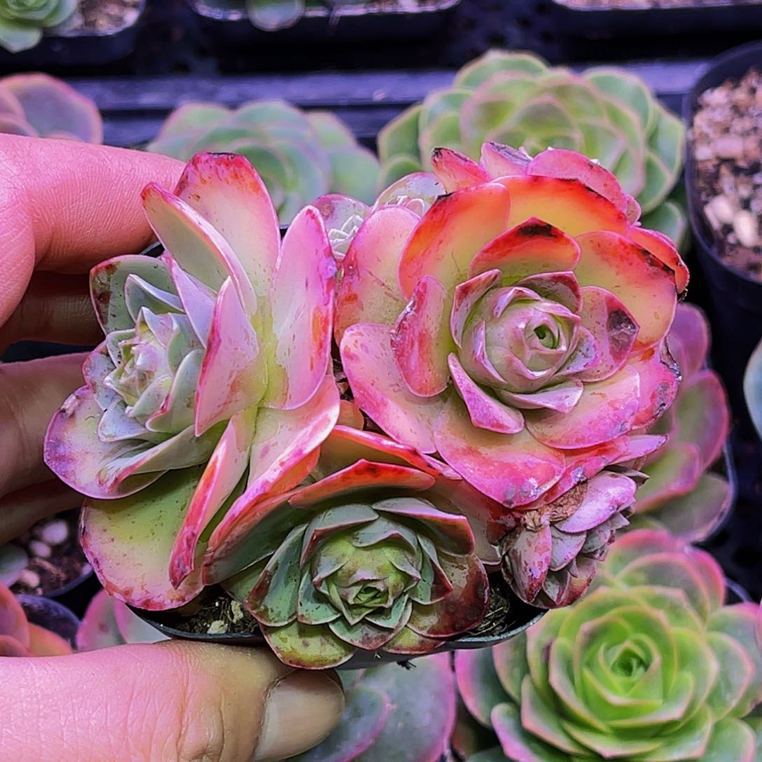 香奈儿 满28元非偏远包邮 多肉