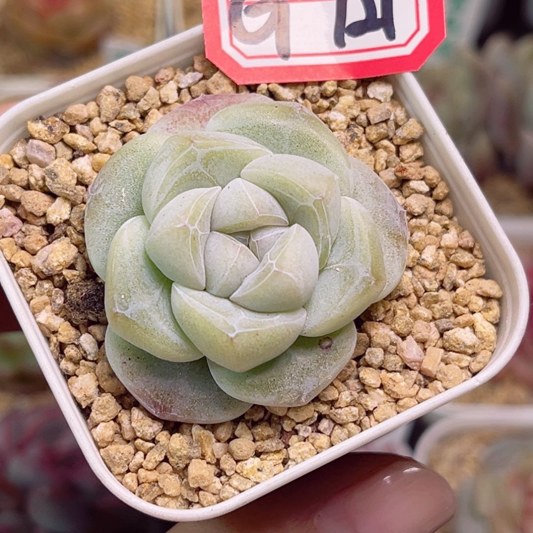 G121胖头鱼一物一拍