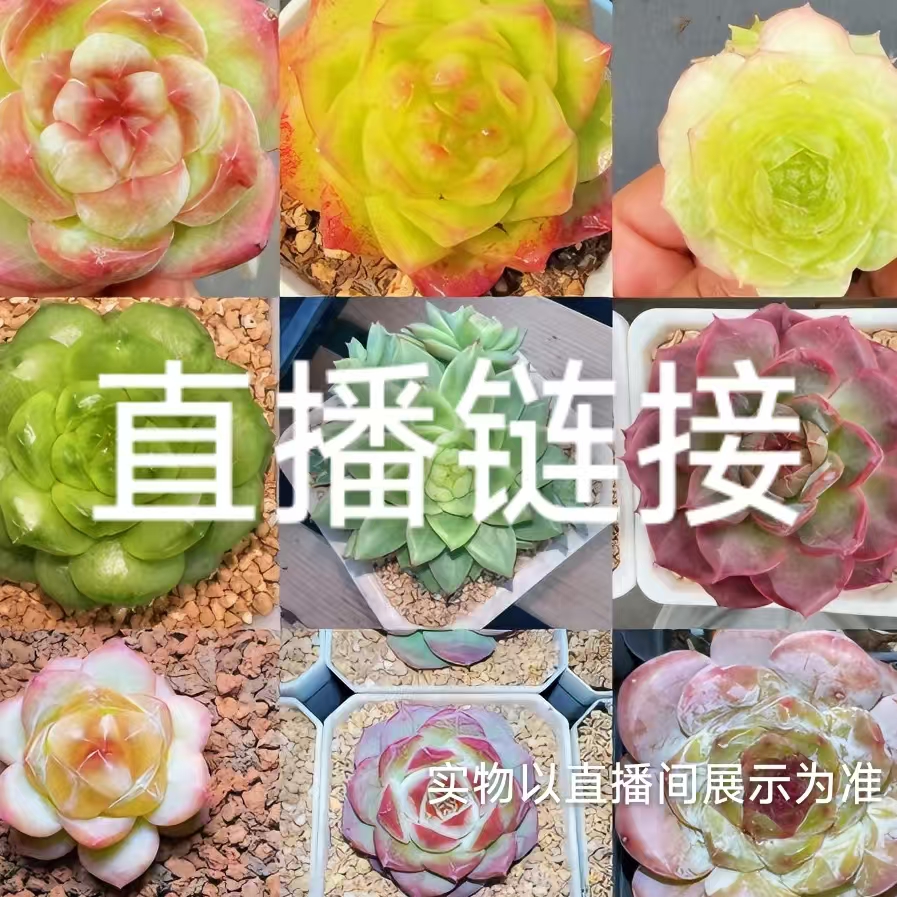 精品多肉一物一拍链接18号（411-440）