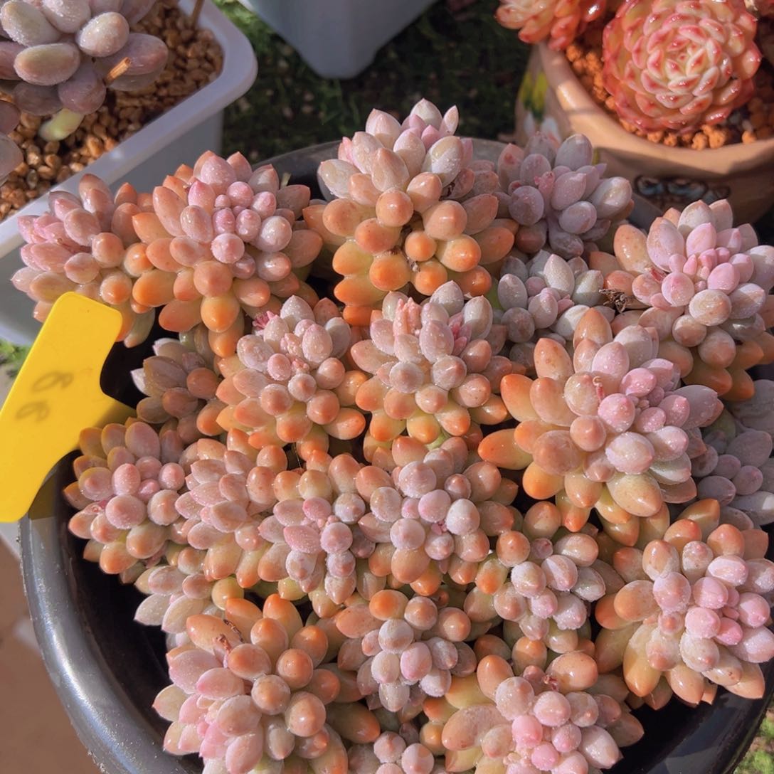 香玉的故事是一个人的故事吗