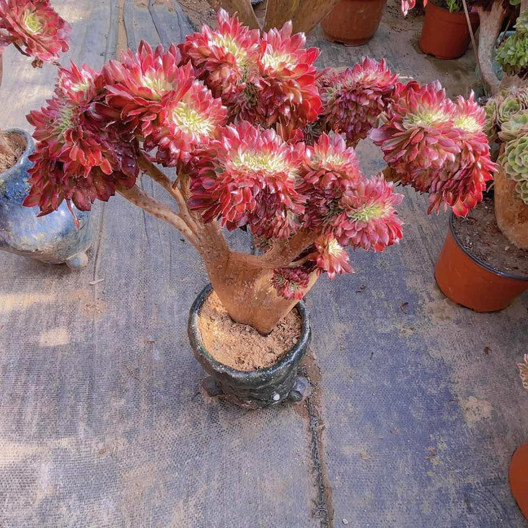 【闪购商品】无花朵沐*红铜壶超白