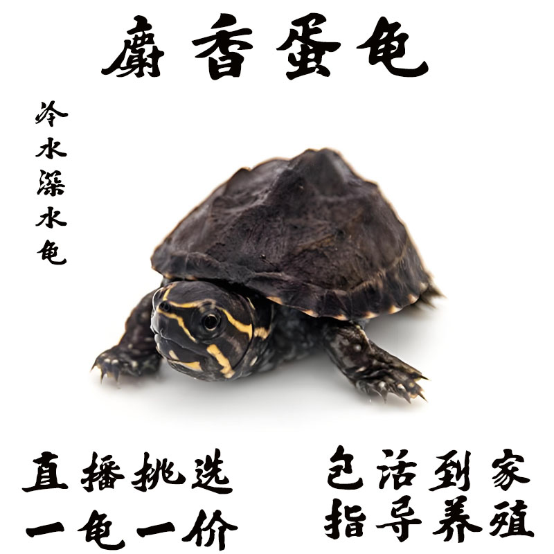 【麝香苗】2025麝香苗 麝香蛋龟 深水龟 冷水龟 麝香龟 观赏龟 蛋龟