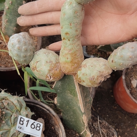 当前无花栽培后可以开花169仙人球